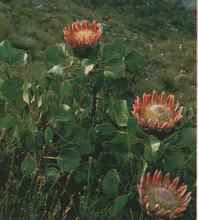 protea.jpg